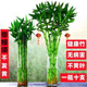 带根转运竹水培富贵竹植物开运竹水养客厅弯竹子盆栽招财室内植物