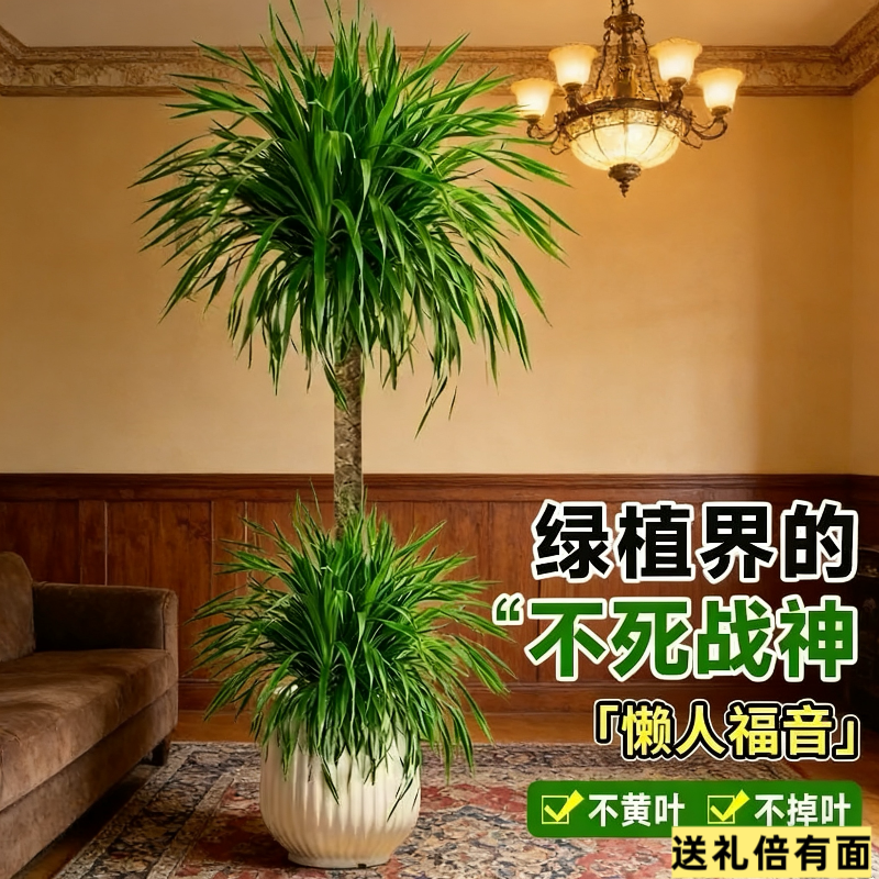 大型龙须树盆栽室内客厅摆件绿植花卉花园盆景四季常青龙血树植物