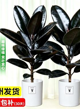 橡皮树黑金刚盆栽花盆栽客厅室内高大叶南北方常青绿植物净化空气