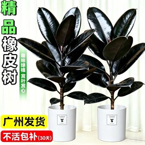 橡皮树黑金刚盆栽花盆栽客厅室内高大叶南北方常青绿植物净化空气