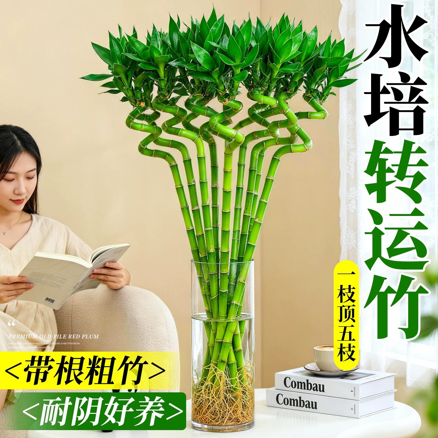 带根转运竹水培富贵竹植物开运竹水养客厅弯竹子盆栽招财室内植物