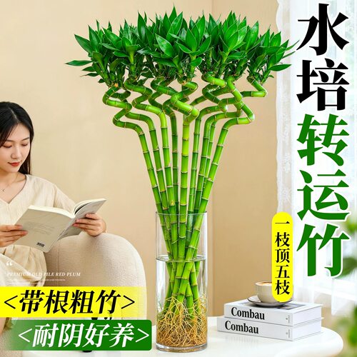 带根转运竹水培富贵竹植物开运竹水养客厅弯竹子盆栽招财室内植物
