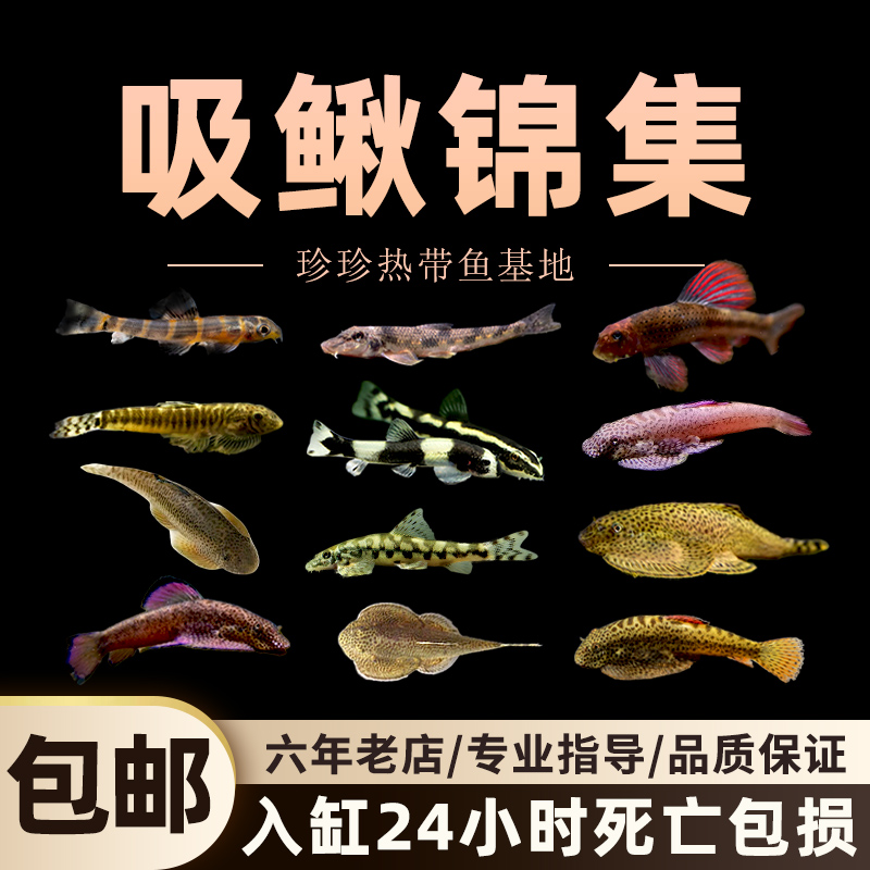 紫鳍吸鳅冷水观赏鱼琵琶鱼爬岩鳅