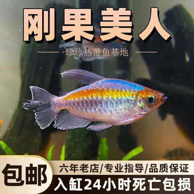 刚果美人鱼热带观赏鱼草缸群游鱼