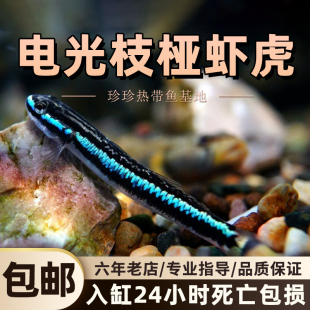 电光枝桠虾虎西蒙氏枝桠虾虎鱼淡水冷水饲养原生除藻清洁工具鱼