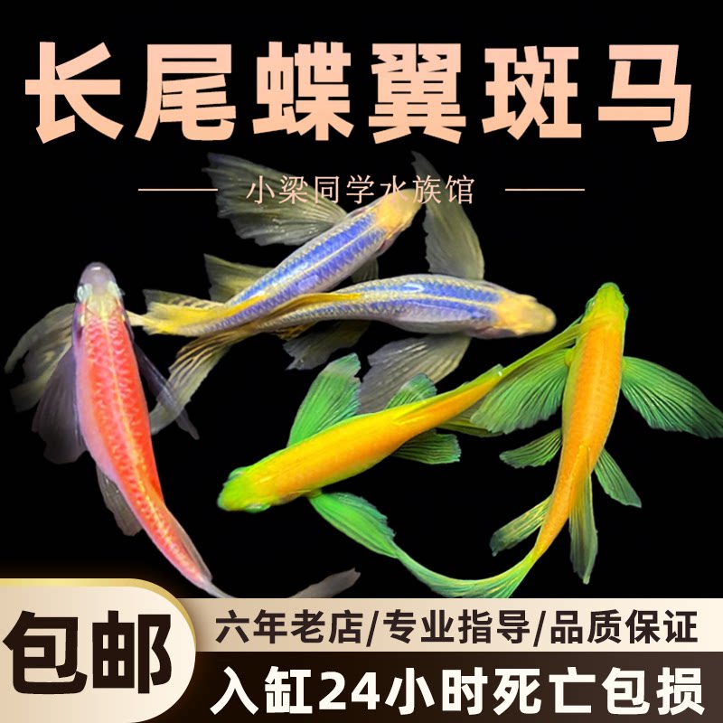 蝶翼长尾斑马鱼冷水观赏鱼小型热带群游鱼孔雀鱼热带鱼群游鱼练手
