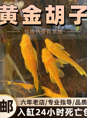 黄金大胡子鱼清道夫除藻工具热带