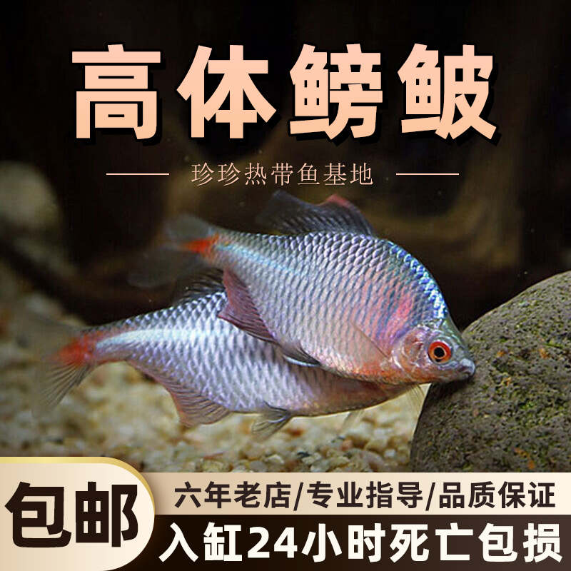 鳑鲏鱼高体鳑鲏观赏鱼