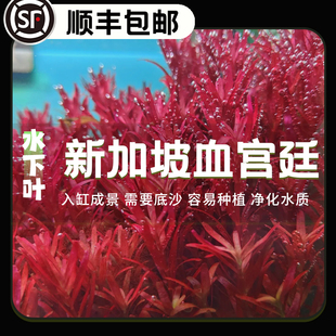 新加坡血红宫廷鱼缸造景水下叶屠戮宫廷绿宫廷鱼缸增氧中后景水草