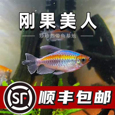 刚果美人鱼热带观赏鱼草缸群游鱼