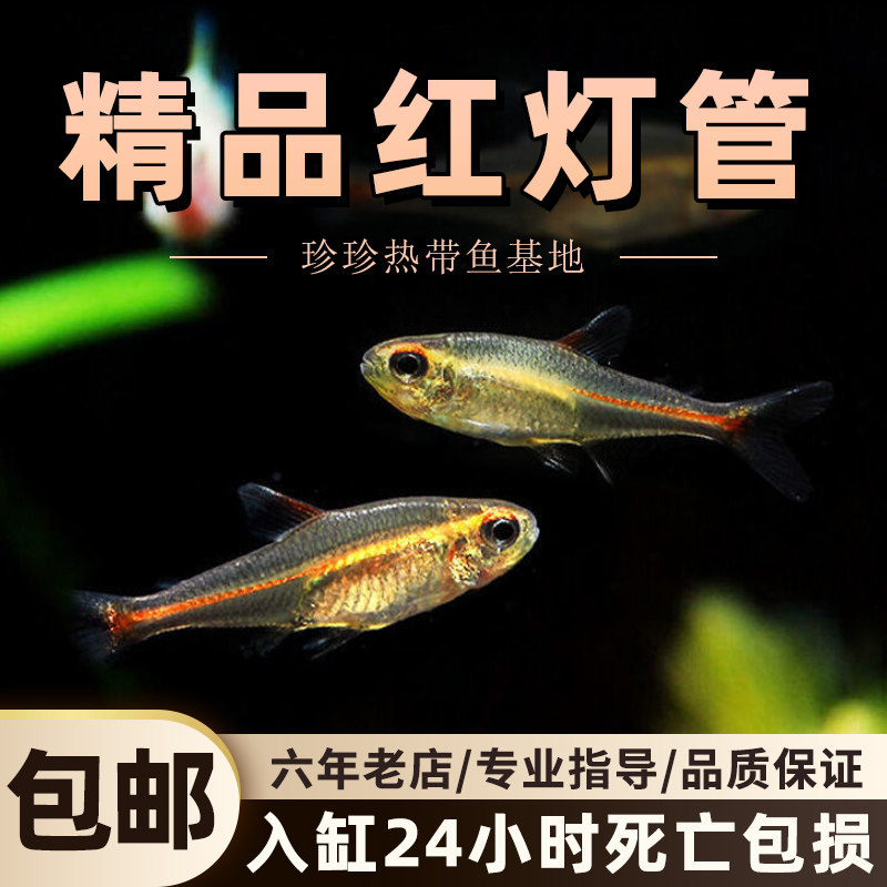 红灯管鱼霓虹玻璃灯鱼透明玻璃热带鱼水族宠物草缸群游观赏灯科鱼