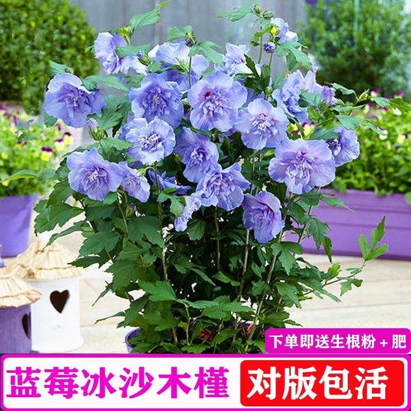 木槿花苗重瓣木菊阳台庭院耐寒花