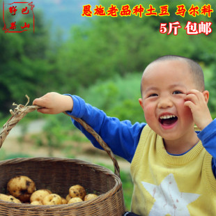 2026恩施高山小土豆农家自种老品种黄心马尔科洋芋现挖五斤装包邮
