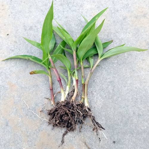 新鲜鸭跖草苗竹节菜新鲜竹叶草碧竹子蝴蝶花野生鸭拓草带根苗现采