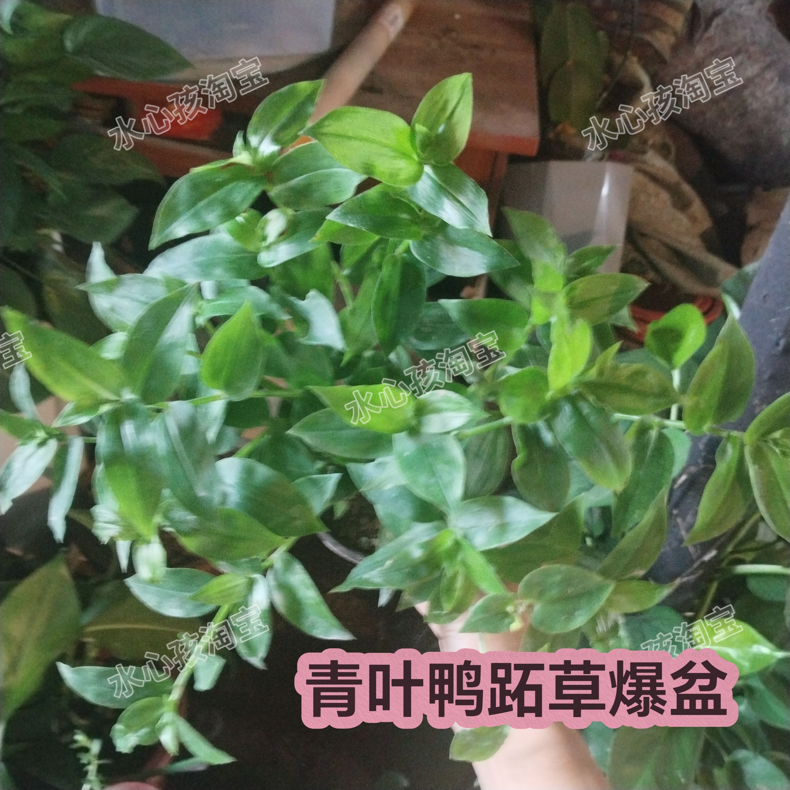 青叶吊竹梅鸭跖草苗食用白花紫露草药用植物盆栽白凤室内阳台四季