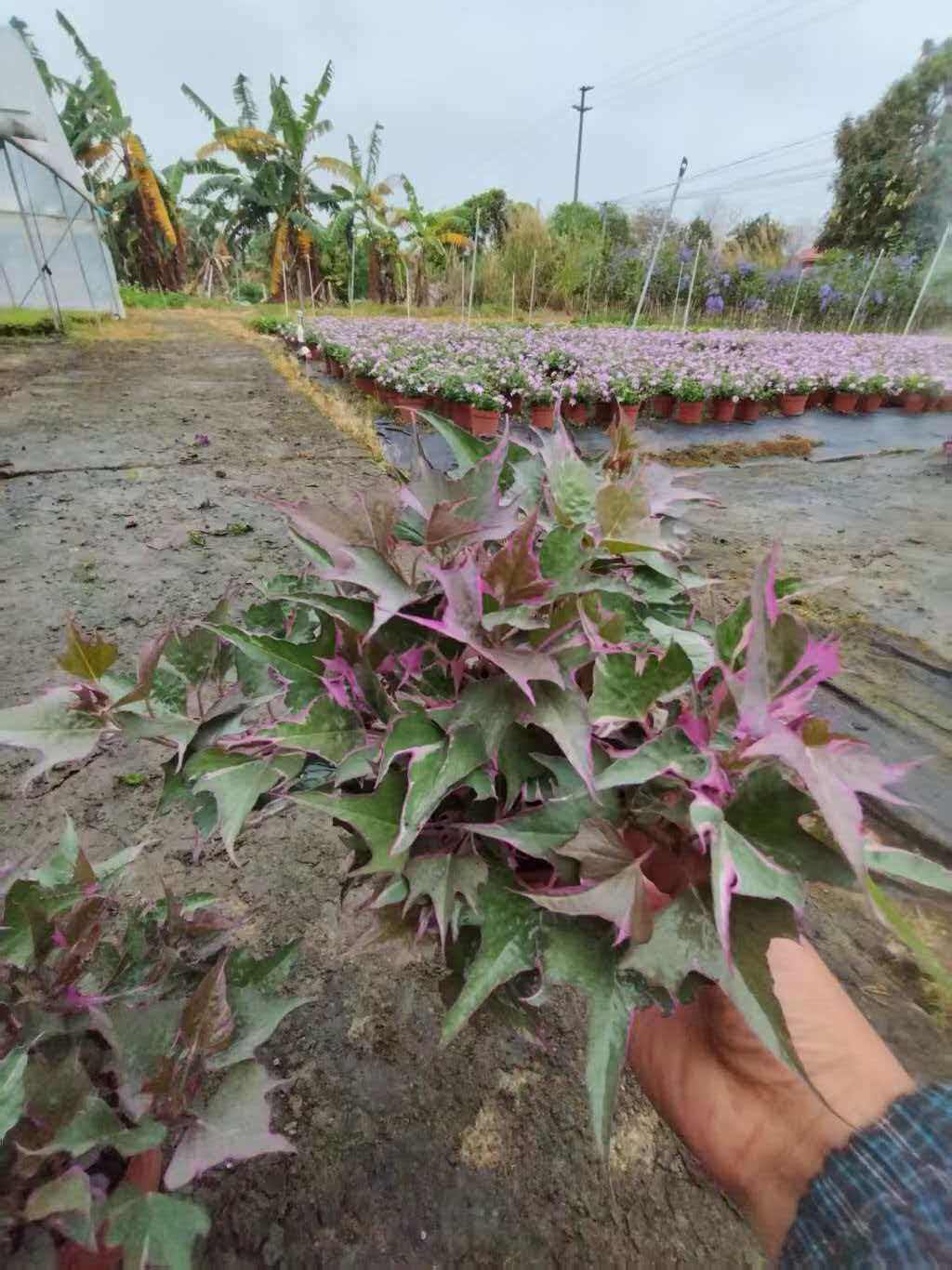 锦叶薯盆栽金叶薯紫叶薯青叶薯彩叶番薯 裂叶金叶红薯 观赏甘薯