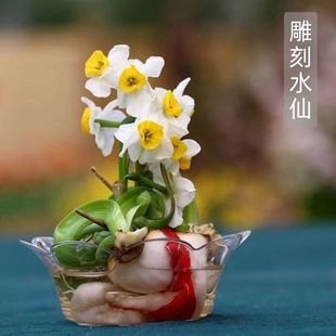 正宗漳州雕刻水仙花矮化种球削好室内盆栽水培开花带香味植物年货