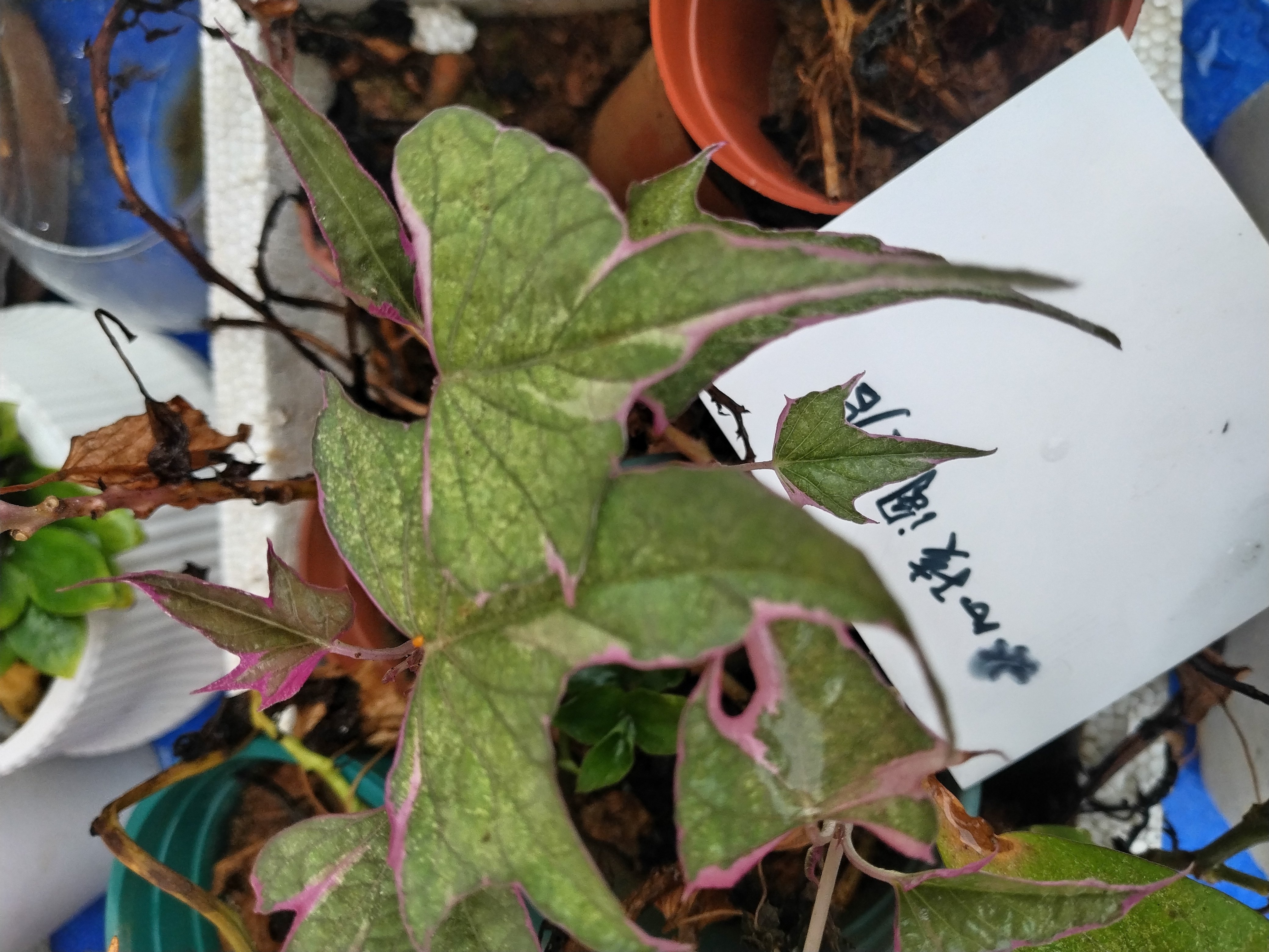 地被地瓜叶植金叶彩叶子水养绿植金钱草桌面小盆栽四季番薯叶造景