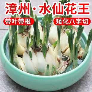 漳州水仙花种球水培好养易活【八字矮化种球阳台室内水养花卉植物