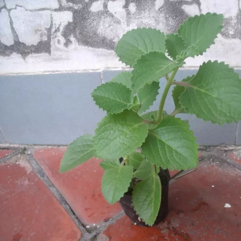香苗薄荷左手香还魂草洋薄荷一抹香碰碰香苗带根原土发货白银红花