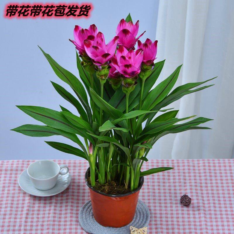 姜荷花盆栽四季开花绿植花卉植物庭院阳台室内客厅带花带花苞客厅