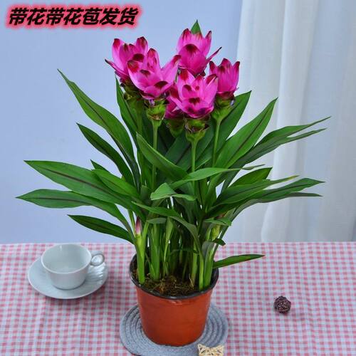 姜荷花盆栽四季开花绿植花卉植物庭院阳台室内客厅带花带花苞客厅