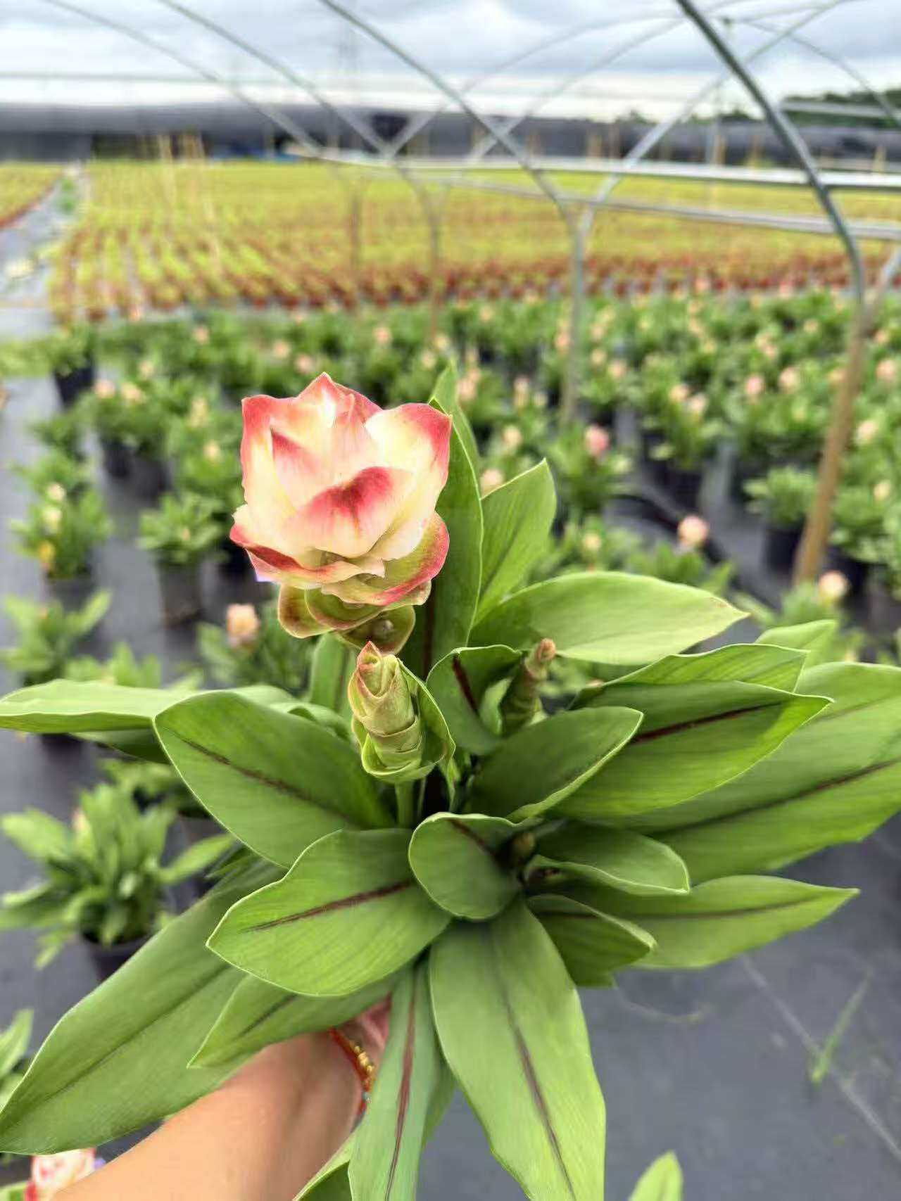 姜荷花盆栽带花苞发货热带郁金香夏季耐热室内阳台庭院四季花绿植