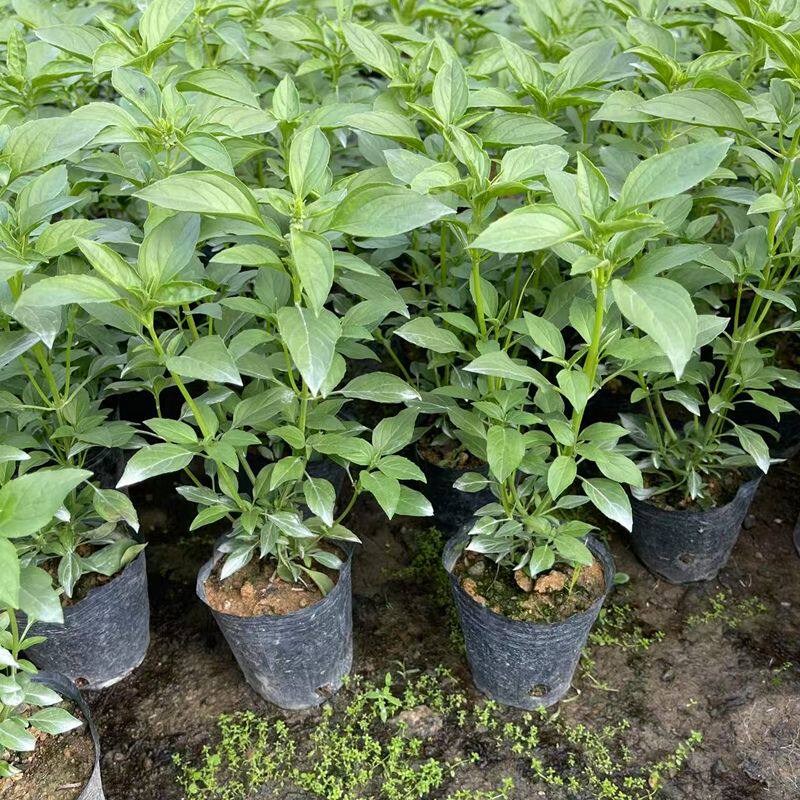 九层塔盆栽潮汕金不换苗植物罗勒叶食用调味香料三杯鸡擂茶打抛叶
