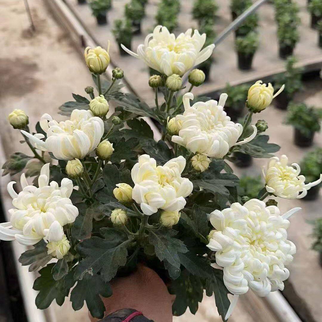 菊花盆栽花苞发货室内开荷兰菊庭院阳台耐寒好养花卉植物扫墓祭祀