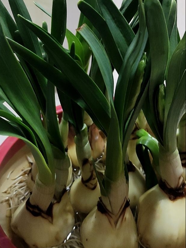 单瓣水仙花办公室盆栽水养室内水培花卉植物房间直发卧室1盆带花