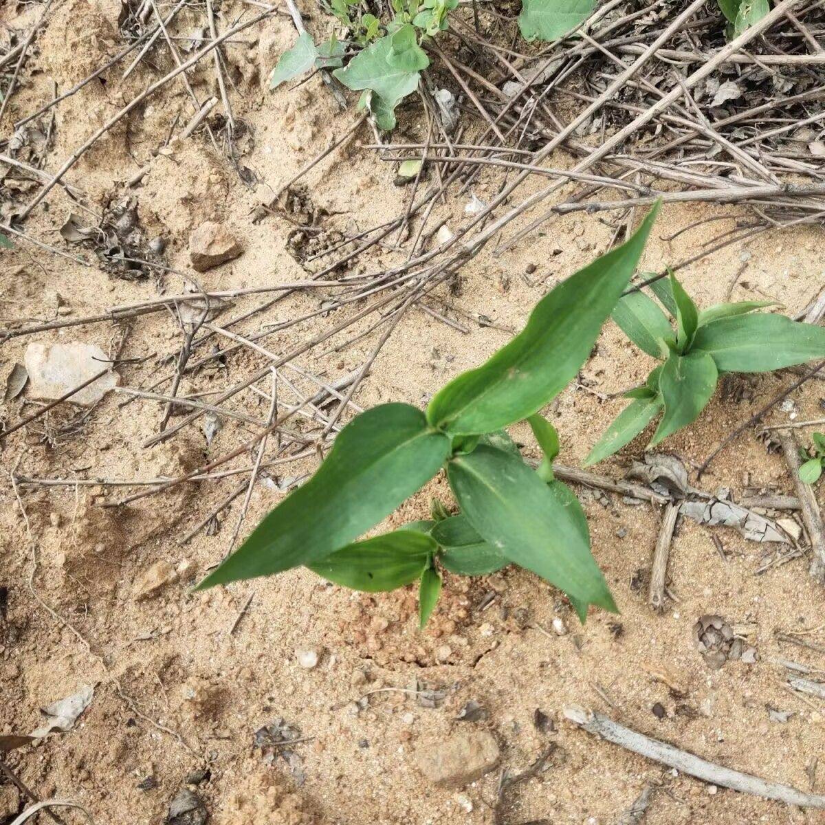 3棵带土保湿发货野生竹叶草鸭跖草竹鸡草化核草鸭舌草菜盆栽庭院