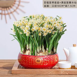 春礼盒装漳州水仙花大种球重瓣客厅年宵花阳台盆栽矮化带香味成品