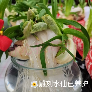 已养护成品漳州种球雕刻矮化水仙花室内水培开花带香味植物年花