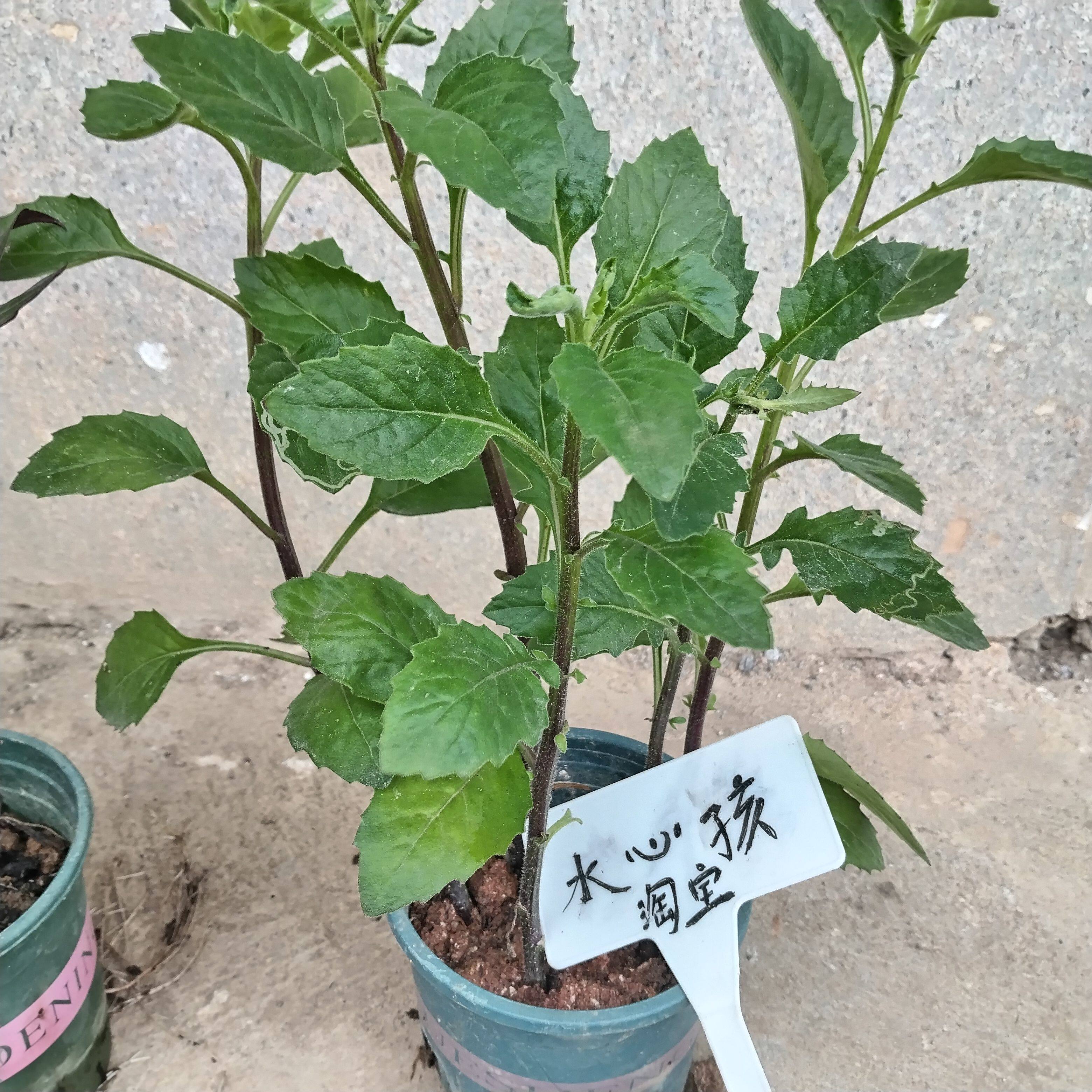 带根土片仔癀草可食用白凤菜苗阳台庭院盆栽药材养生菜苗好种易活