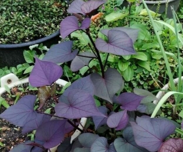 藤本盆栽室内花卉绿植办公室好养活植物花苗阳台紫色番薯叶花青素