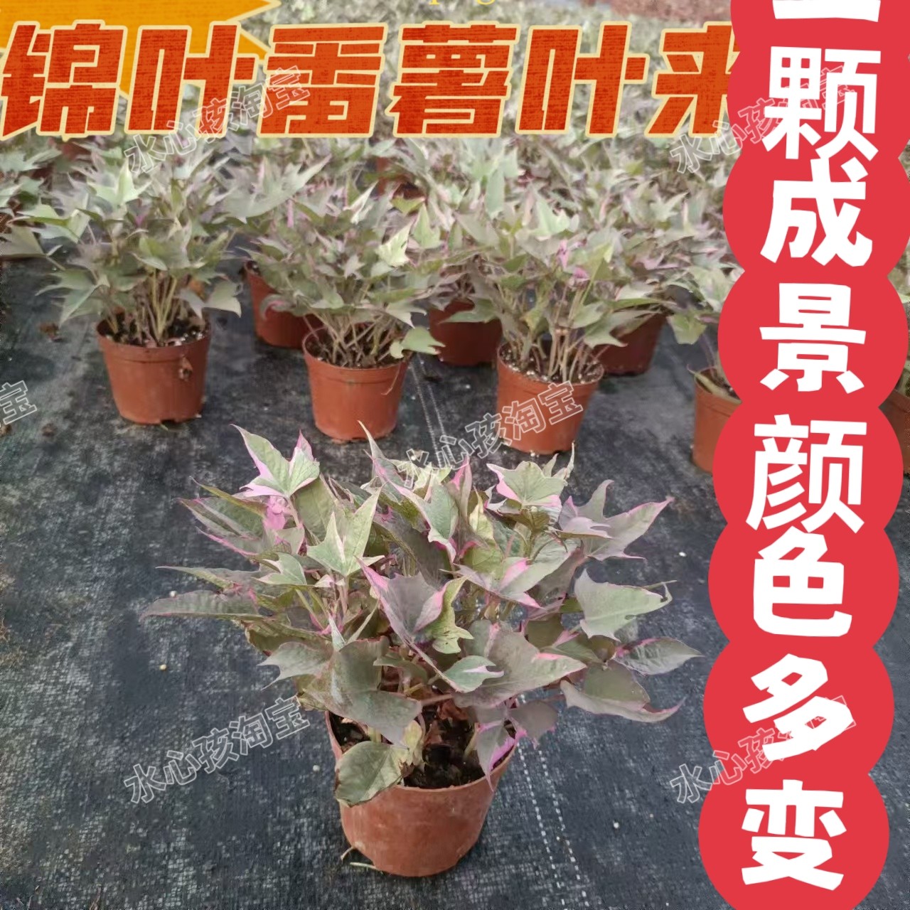 紫薯叶盆栽地瓜叶观赏地瓜叶紫薯苗公园花镜叶盆栽锦叶花叶红薯苗