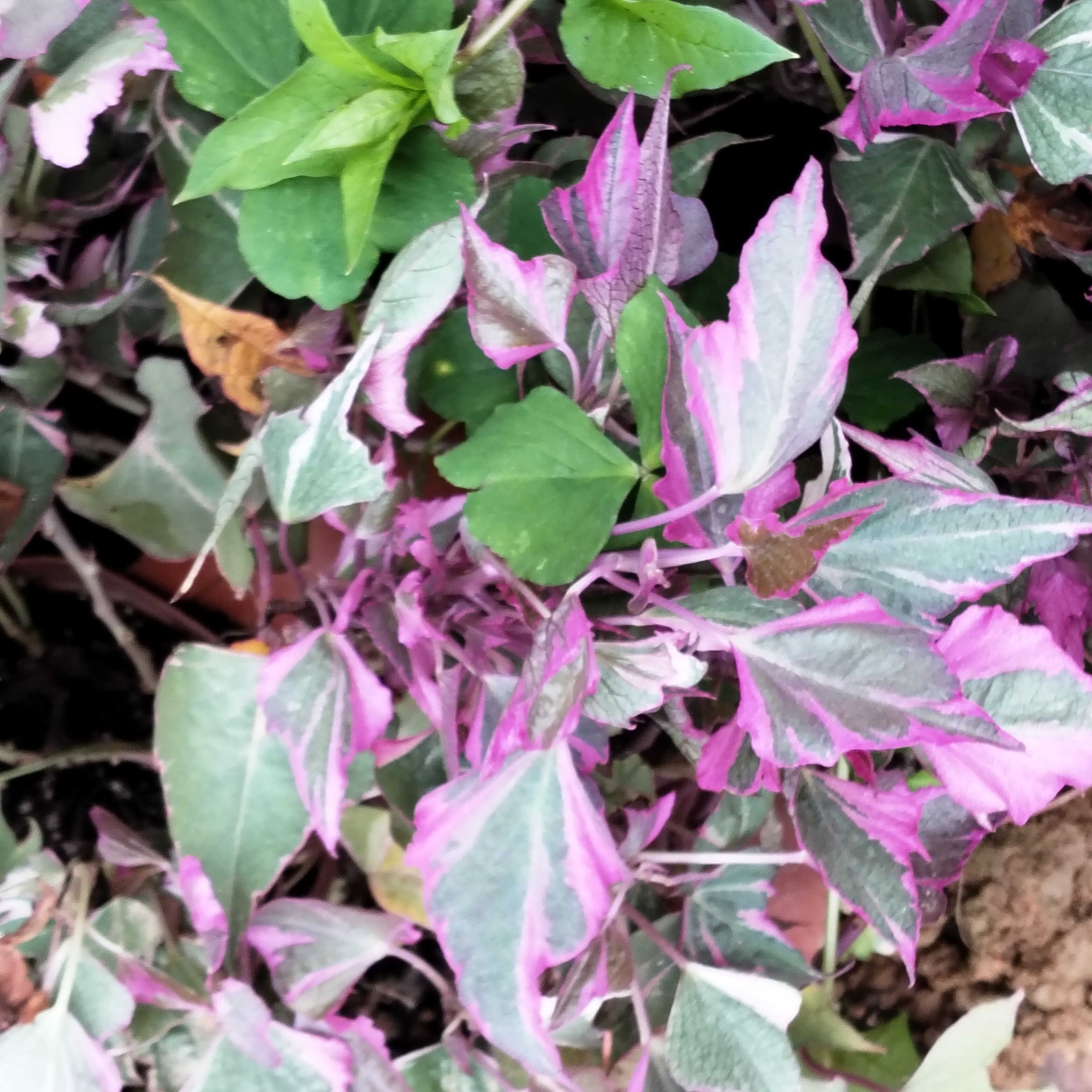地被花坛紫叶地瓜叶番薯叶红薯叶紫叶地瓜食叶型农家蔬菜种苗锦叶