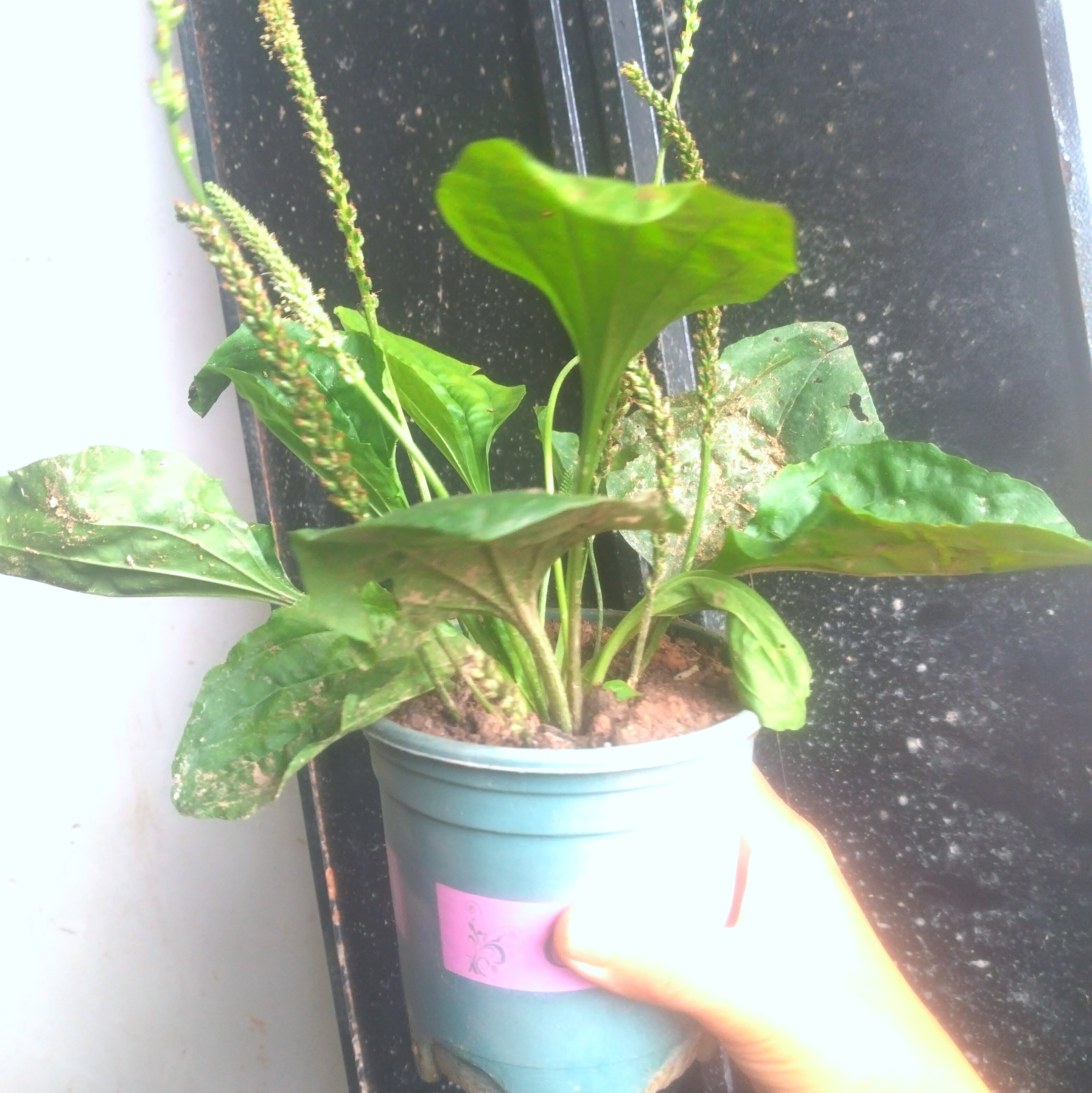 带盆栽好一整盆车前草盆栽可食用大苗新鲜中草药绿原土发货野菜苗