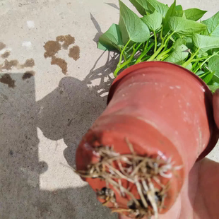 食用红薯叶苗番薯地瓜叶苗番薯苗番薯苗番薯苗番薯苗番薯苗番薯苗