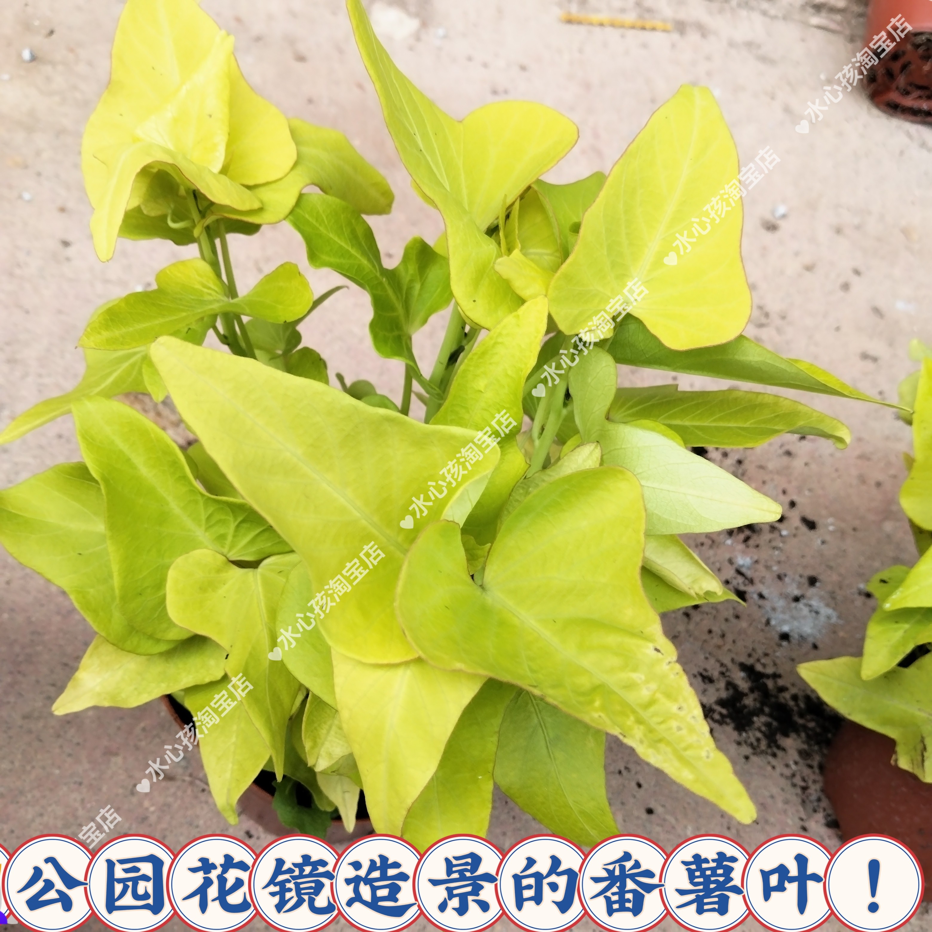 花叶络石花苗爬藤景区草坪植物庭院花卉绿锦色彩叶红薯植别墅可种