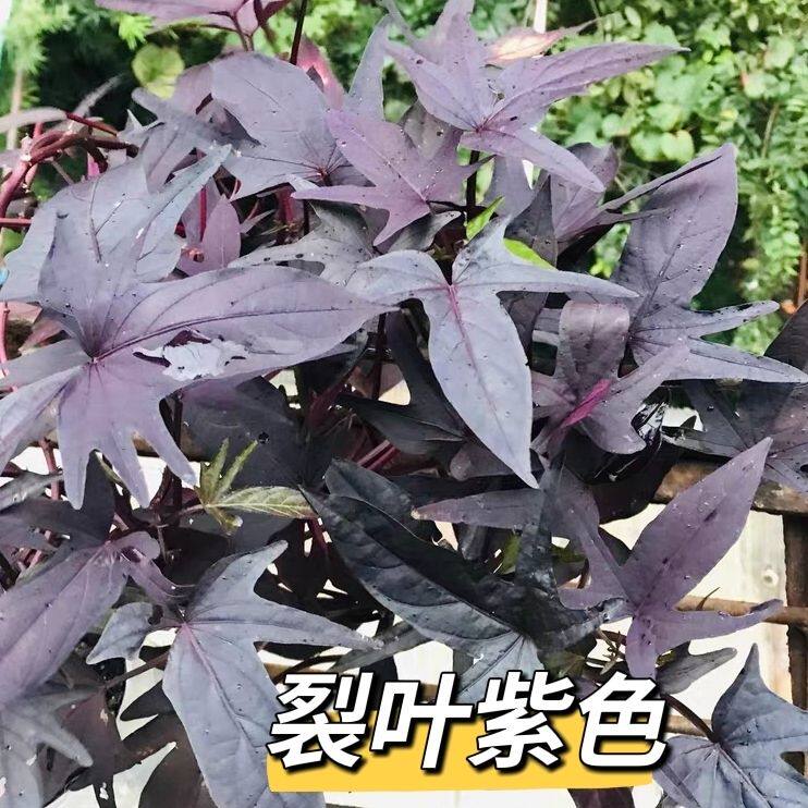 裂叶紫叶番薯苗紫藤番薯紫叶地瓜观赏爬藤盆栽彩叶红薯吊兰绿植吃