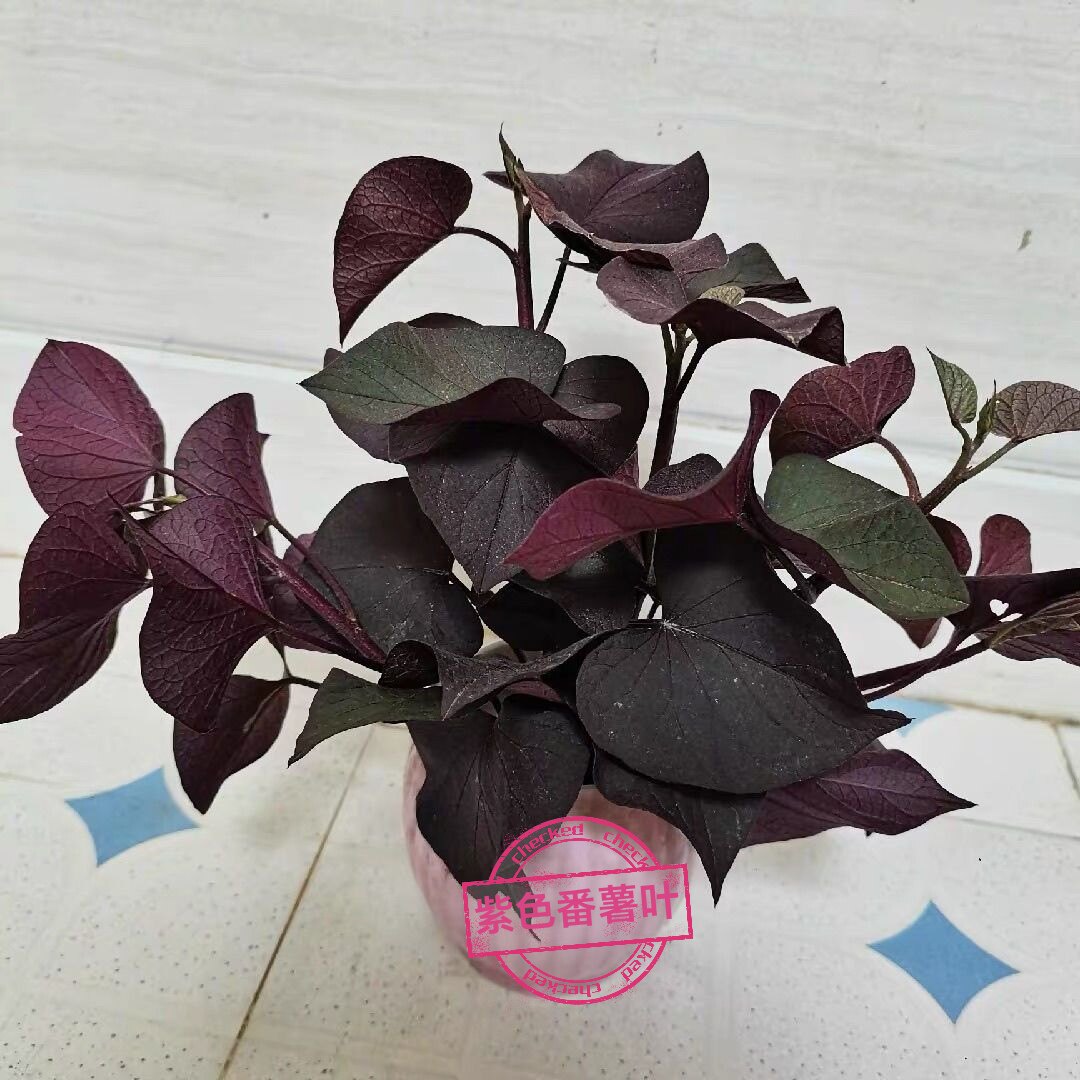 专食叶红薯阳台庭院易养可种爬藤植物紫色叶子番薯柔软营养特丰富