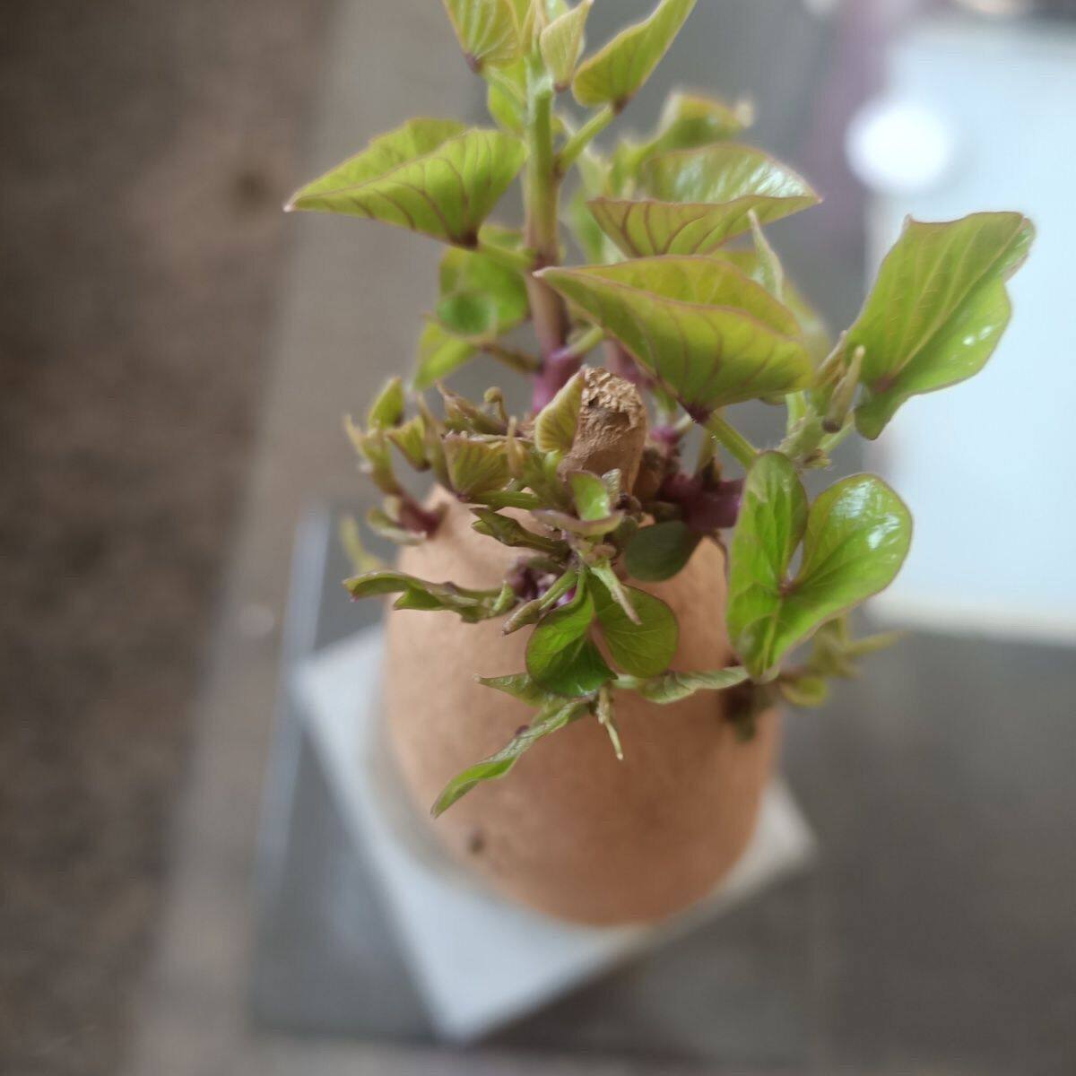 红薯苗盆栽带根带芽阳台庭院花卉多年生四季开花耐热易爆盆植物