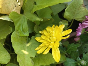 黄色菊花苗四季开花食用菊花盆栽室内外阳台庭院观花植物拜拜祭祀