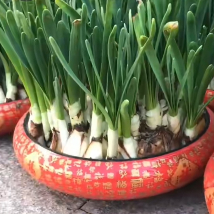 过年水仙花客厅春节摆盆含盆水培盆栽水养传统经典室内冬季农户