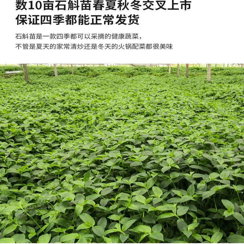 2斤新鲜石斛苗食用煲汤清炒现摘现发养生蔬菜农家自种酒店特色菜