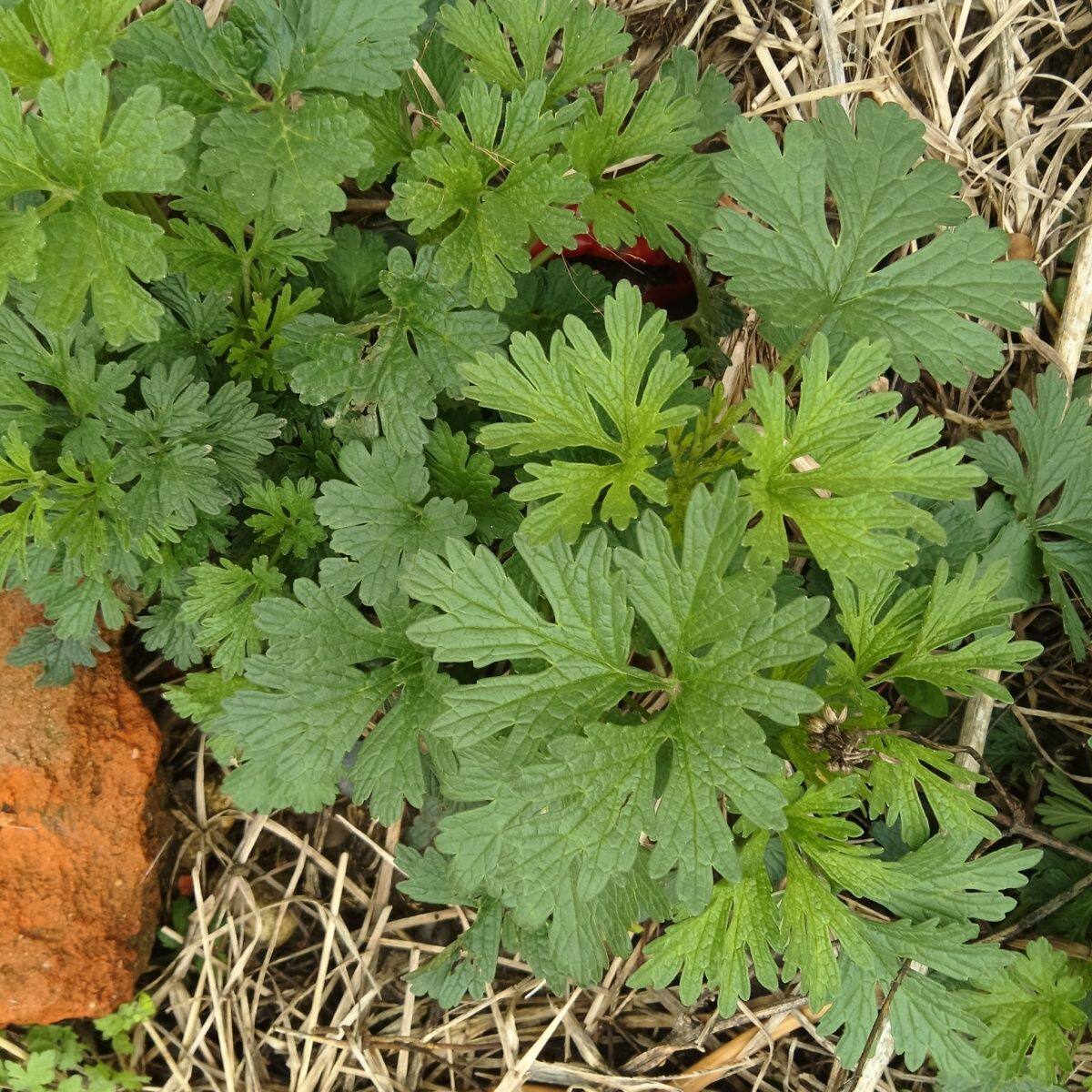 新鲜现挖野外益母草月子草盆栽植物阳台庭院坤草观赏食用学生作业
