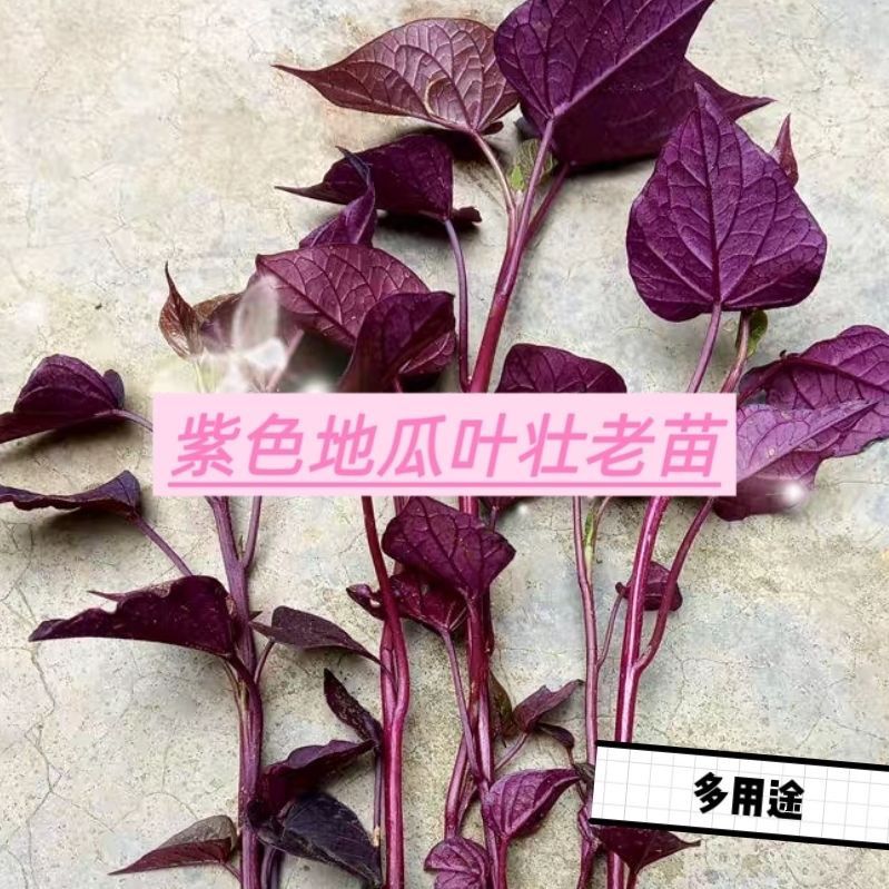 紫叶番薯苗紫色食叶番薯食叶红薯叶用番薯食叶地瓜高花青素蔬菜农