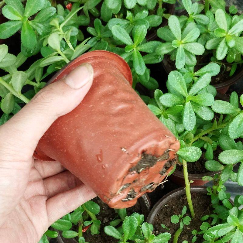 马齿苋苗盆栽阳台垂吊花兰带花凉拌菜庭院猪母菜饭店特色蚂蚱菜苗