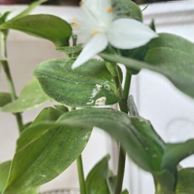 鸭跖草藤爬藤植物四季芳香全年常绿阳台庭院花卉绿植盆栽紫露草白